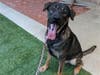 Plenty of adorable animals are up for adoption in Montgomery County. This week, we're featuring Shia Lawoof, Bay, Grovely, Navi, and Mojo.