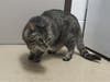 Plenty of adorable animals are up for adoption in Montgomery County. This week, we're featuring Junior, Rico, Flor, Breezy, and Zhen.