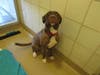 Plenty of adorable animals are up for adoption in Montgomery County. This week, we're featuring Junior, Rico, Flor, Breezy, and Zhen.