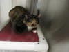 Plenty of adorable animals are up for adoption in Montgomery County. This week, we're featuring Junior, Rico, Flor, Breezy, and Zhen.