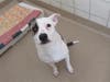 Plenty of adorable animals are up for adoption in Montgomery County. This week, we're featuring Junior, Rico, Flor, Breezy, and Zhen.