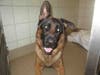 Plenty of adorable animals are up for adoption in Montgomery County. This week, we're featuring Tiger, Ellie, Matoli, Wookie, and Seven​.