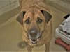 Plenty of adorable animals are up for adoption in Montgomery County. This week, we're featuring Tiger, Ellie, Matoli, Wookie, and Seven​.