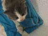 Plenty of adorable animals are up for adoption in Montgomery County. This week, we're featuring Tiger, Ellie, Matoli, Wookie, and Seven​.