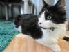 Plenty of adorable animals are up for adoption in Montgomery County. This week, we're featuring Milo, Snicker, Miracle, Hubble, and Piper​.