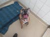 Plenty of adorable animals are up for adoption in Montgomery County. This week, we're featuring Milo, Snicker, Miracle, Hubble, and Piper​.