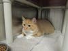 Plenty of adorable animals are up for adoption in Montgomery County. This week, we're featuring Milo, Snicker, Miracle, Hubble, and Piper​.