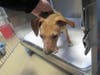 Plenty of adorable animals are up for adoption in Montgomery County. This week, we're featuring Milo, Snicker, Miracle, Hubble, and Piper​.
