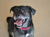 Plenty of adorable animals are up for adoption in Montgomery County. This week, we're featuring Wilson, Lyra, Johnnie, Oreo, and Boomer​.