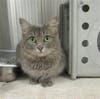 Plenty of adorable animals are up for adoption in Montgomery County. This week, we're featuring Wilson, Lyra, Johnnie, Oreo, and Boomer​.