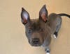 Plenty of adorable animals are up for adoption in Montgomery County. This week, we're featuring Wilson, Lyra, Johnnie, Oreo, and Boomer​.