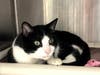Plenty of adorable animals are up for adoption in Montgomery County. This week, we're featuring Wilson, Lyra, Johnnie, Oreo, and Boomer​.
