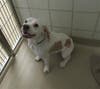 Plenty of adorable animals are up for adoption in Montgomery County. This week, we're featuring Wilson, Lyra, Johnnie, Oreo, and Boomer​.
