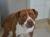 Plenty of adorable animals are up for adoption in Montgomery County. This week, we're featuring Shelton, Kiara, Lucky, Rosa, and Kovu.