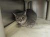 Plenty of adorable animals are up for adoption in Montgomery County. This week, we're featuring Shelton, Kiara, Lucky, Rosa, and Kovu.