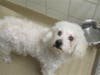 Plenty of adorable animals are up for adoption in Montgomery County. This week, we're featuring Shelton, Kiara, Lucky, Rosa, and Kovu.
