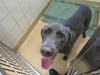 Plenty of adorable animals are up for adoption in Montgomery County. This week, we're featuring Shelton, Kiara, Lucky, Rosa, and Kovu.