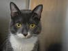Plenty of adorable animals are up for adoption in Montgomery County. This week, we're featuring Shelton, Kiara, Lucky, Rosa, and Kovu.