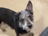 Plenty of adorable animals are up for adoption in Montgomery County. This week, we're featuring Rugby, Max, Kardi, Sunny, and Rex.