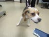 Plenty of adorable animals are up for adoption in Montgomery County. This week, we're featuring Rugby, Max, Kardi, Sunny, and Rex.
