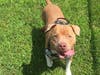 Plenty of adorable animals are up for adoption in Montgomery County. This week, we're featuring Figuro, Bruja, Wally, Morris, and Raven​.