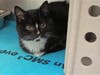 Plenty of adorable animals are up for adoption in Montgomery County. This week, we're featuring Figuro, Bruja, Wally, Morris, and Raven​.