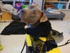 Plenty of adorable animals are up for adoption in Montgomery County. This week, we're featuring Figuro, Bruja, Wally, Morris, and Raven​.