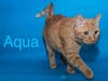 Plenty of adorable animals are up for adoption in Montgomery County. This week, we're featuring Figuro, Bruja, Wally, Morris, and Raven​.