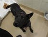 Plenty of adorable animals are up for adoption in Montgomery County. This week, we're featuring Figuro, Bruja, Wally, Morris, and Raven​.