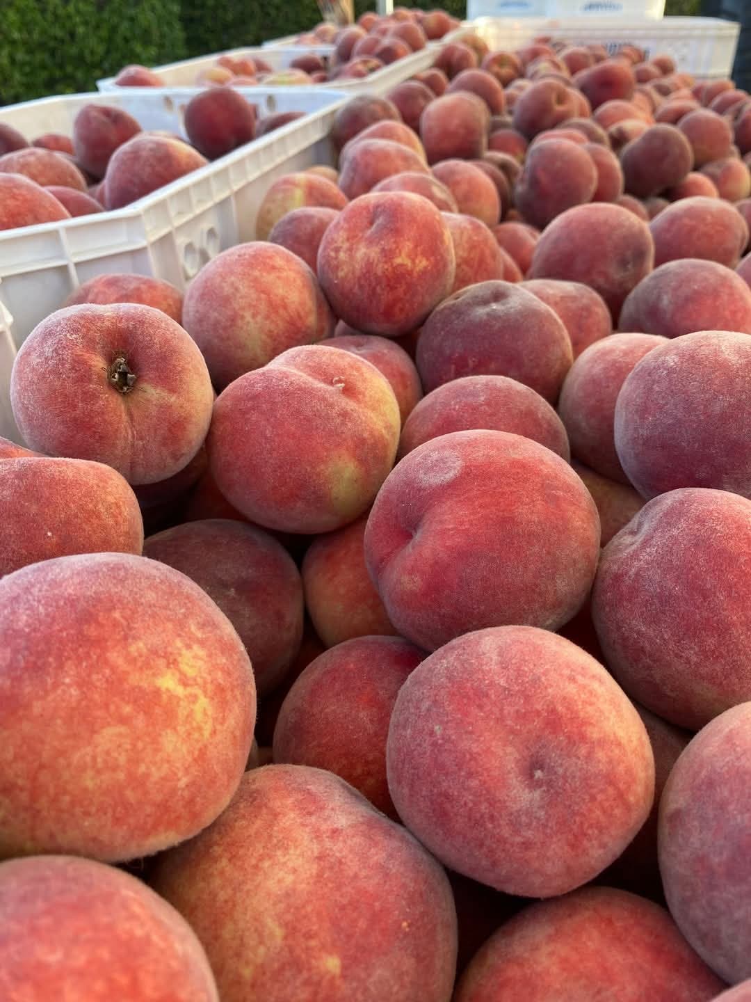 Resendiz Family Farm joins the Saratoga Prince of Peace Farmers Market open May 7th!