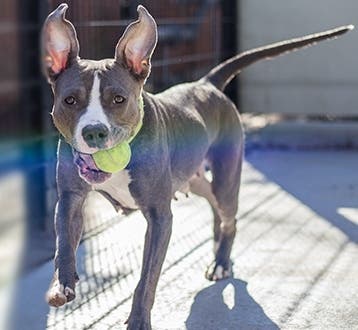 Maizel is a 3-year-old pit bull who was abandoned on Route 9.