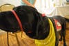 Service Dog Gilbert was excited to be in front of a camera, but he's serious while on-duty supporting youths courtrooms.