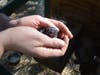 This baby bunny is just a few days old. The farm sells bunnies as pets for $25 each, as soon as they can open their eyes