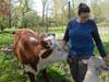 The cows and sheep are just as affectionate as dogs, looking for pets from Fergason.