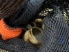 Ducklings were rescued from a storm grate near the Stop & Shop on Lyman Road.