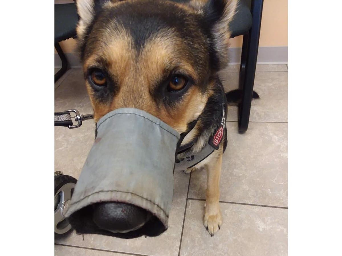 https://patch.com/img/cdn20/users/23145323/20190604/044748/styles/patch_image/public/canine-face-sam-patch___04155409494.jpg