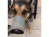 Lane's service dog Stella was bitten several times by a rat in the family backyard.