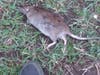 Lane said the rat went running toward her granddaughter and her friend.