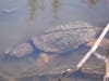 Milford's Animal Control officer suggested residents leave snapping turtles in peace, as they won't be in the yard long.