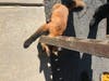 Officials are still perplexed by how the fox got himself in the grate in the first place.
