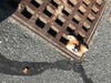 Just the head was poking out of the top of the storm grate.