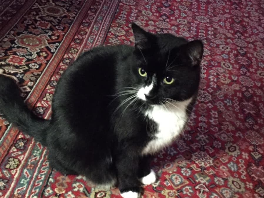 Oreo is nine-years-old.