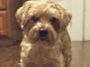 Buddy is 8-years-old.