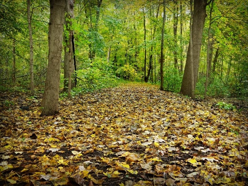 Acton has received its Tree City USA designation from the Department of Recreation and Conservation (DCR) and the Arbor Day Foundation.