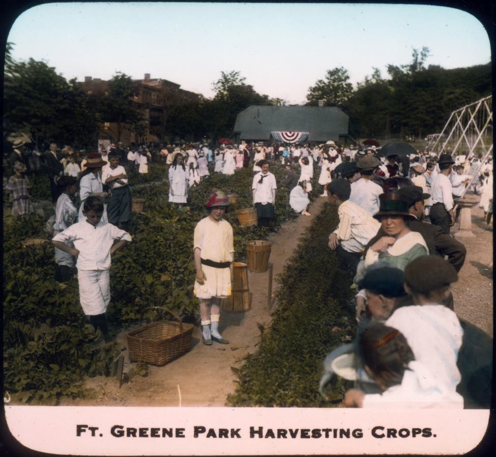 https://patch.com/img/cdn20/users/23145371/20181214/042941/styles/raw/public/processed_images/lan0999_b032_fort_greene_park_harvesting_crops-1544822275-810.jpg