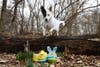 An Easter egg hunt for dogs will be held in Prospect Park.