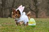 An Easter egg hunt for dogs will be held in Prospect Park.