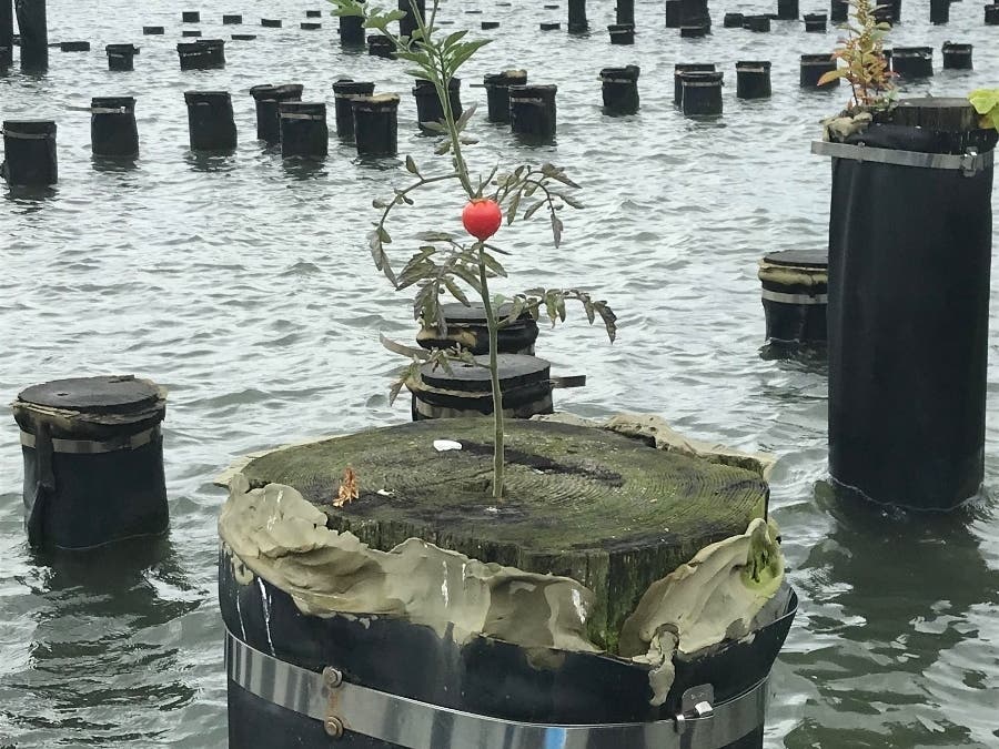 A tomato plant was found growing in the middle of the East River.