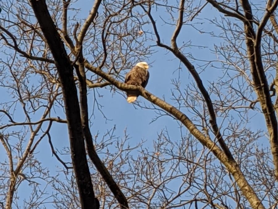 Gardeners were "giddy" when they spotted a bald eagle this week, which conservancy staff said has been hanging out for a few days.
