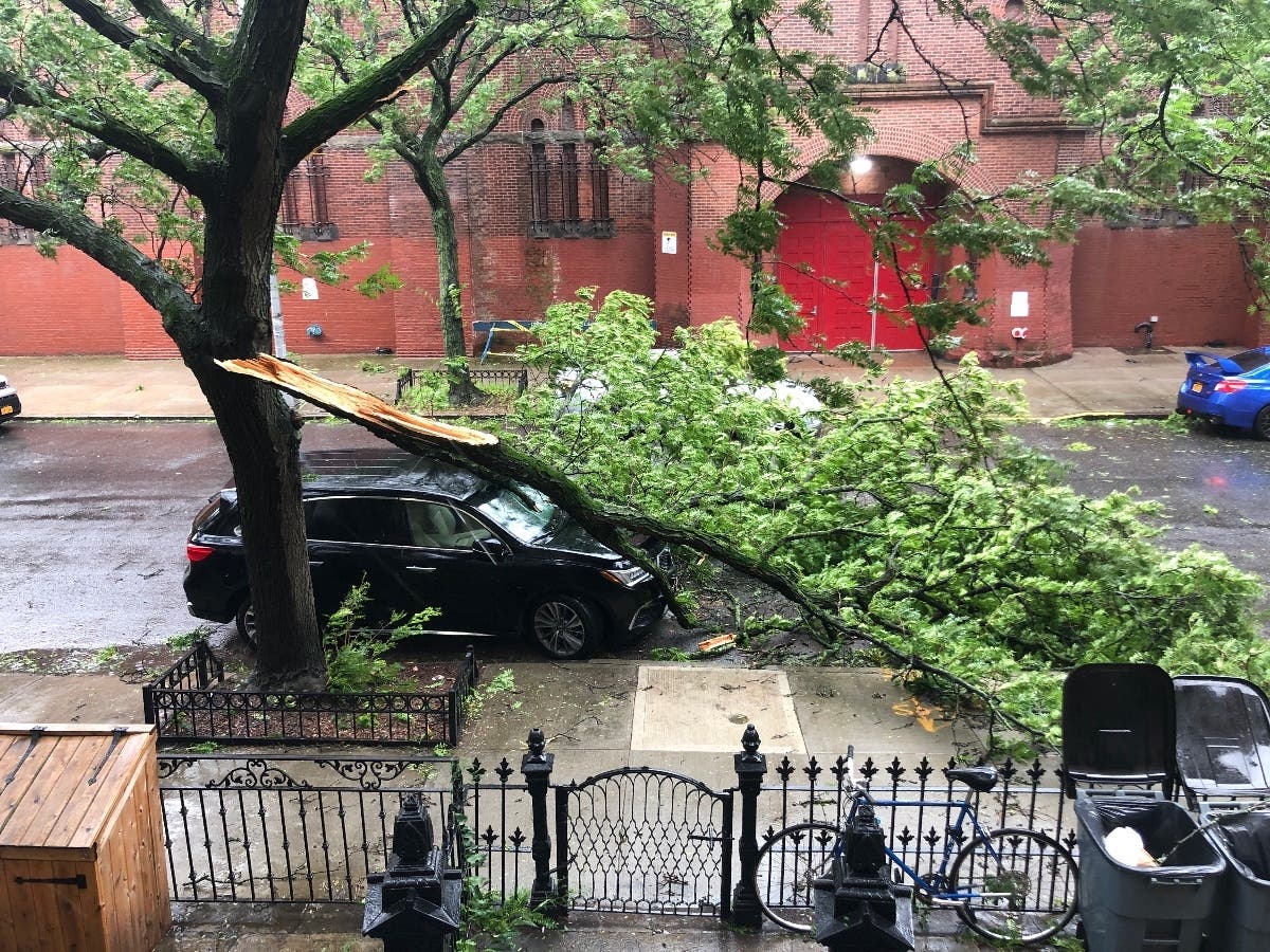 A tree falls near Putnam Avenue and Marcus Garvey Boulevard in Brooklyn as Hurricane Isaias descends on NYC.